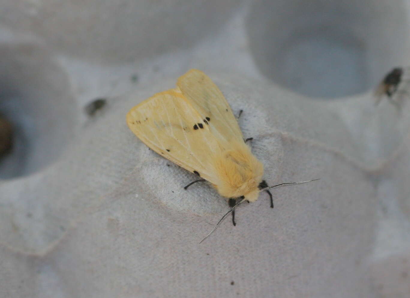 Spilosoma lutea Hüfnagel 1766 resmi