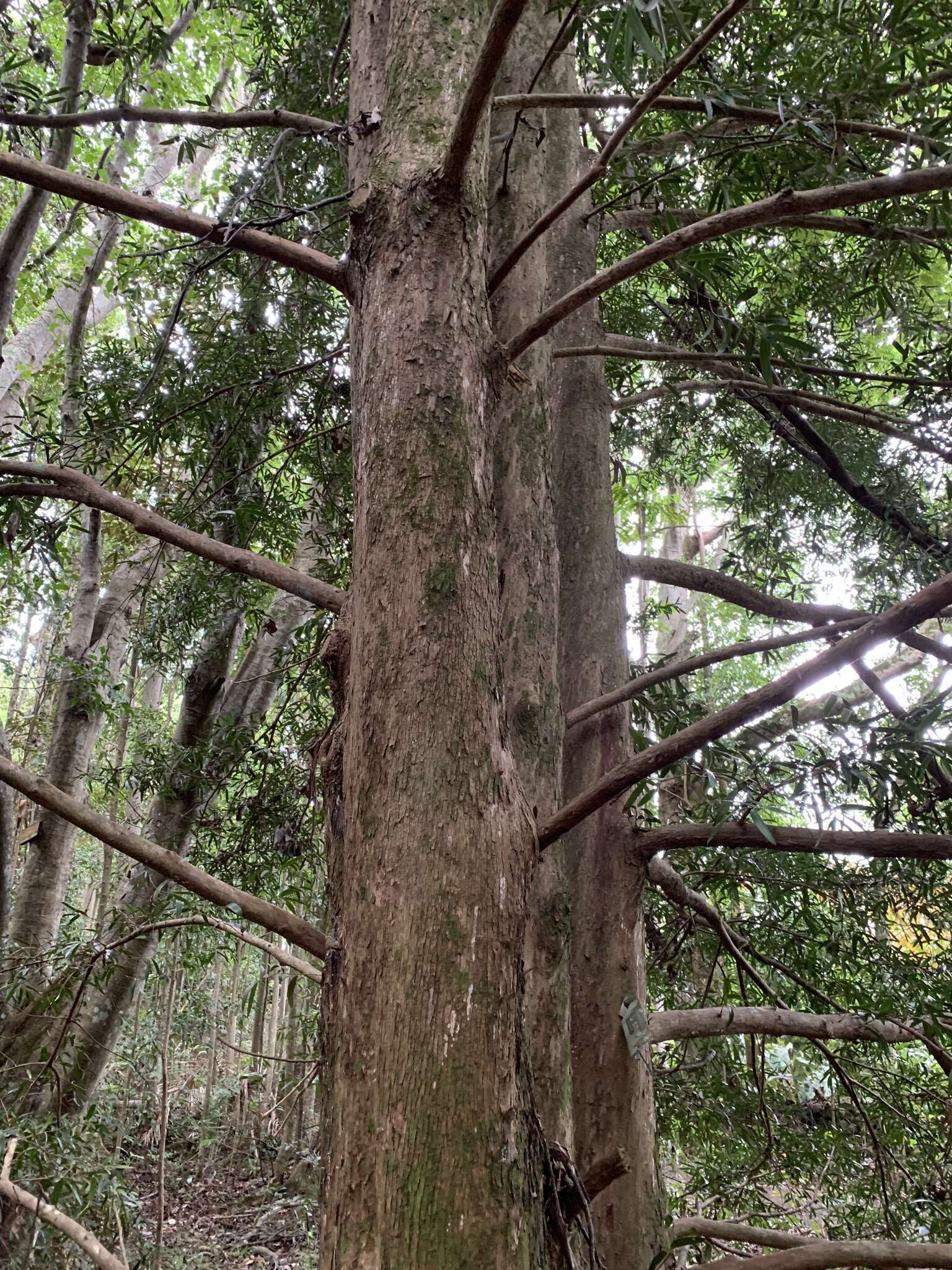 Plancia ëd Podocarpus elatus R. Br. ex Endl.