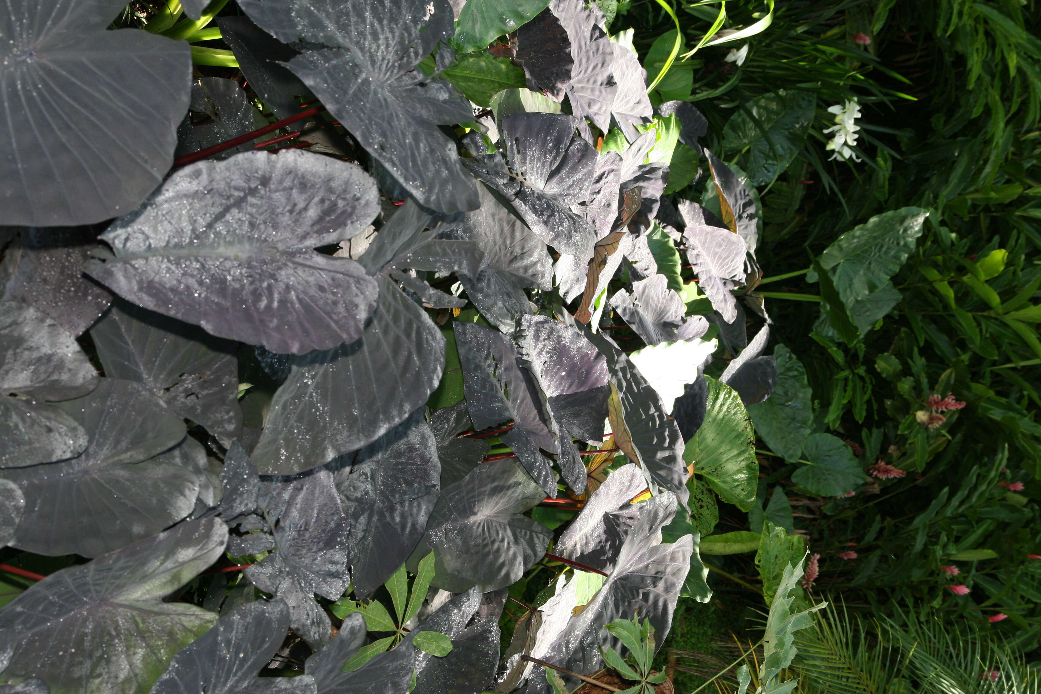 Image of arrowleaf elephant's ear