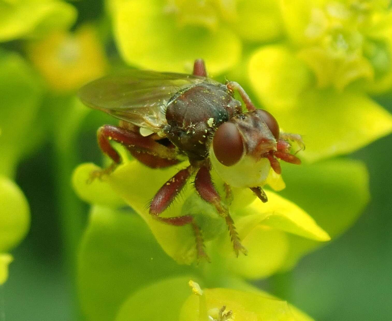 Image of Myopa clausa Loew 1866