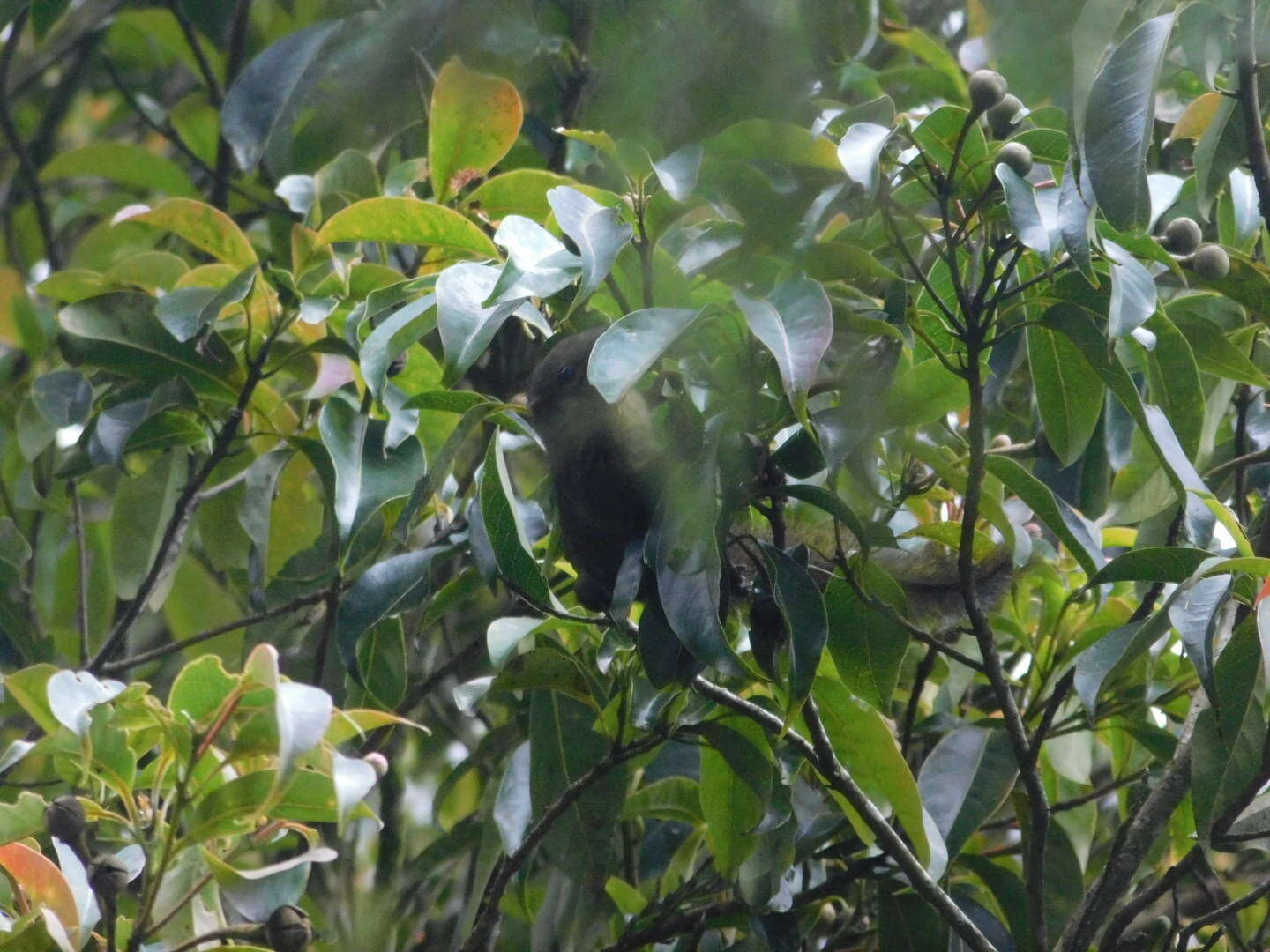 Image of Horsfield's Treeshrew