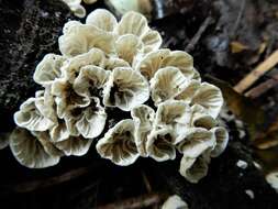 Image of Campanella tristis (G. Stev.) Segedin 1993