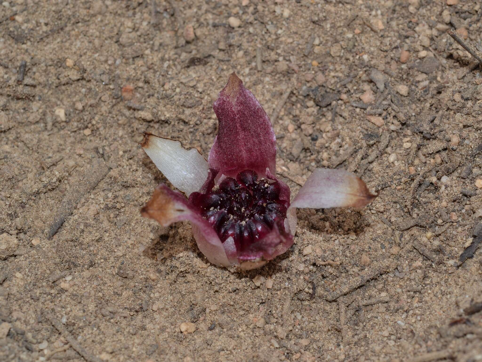 Image of Underground orchids