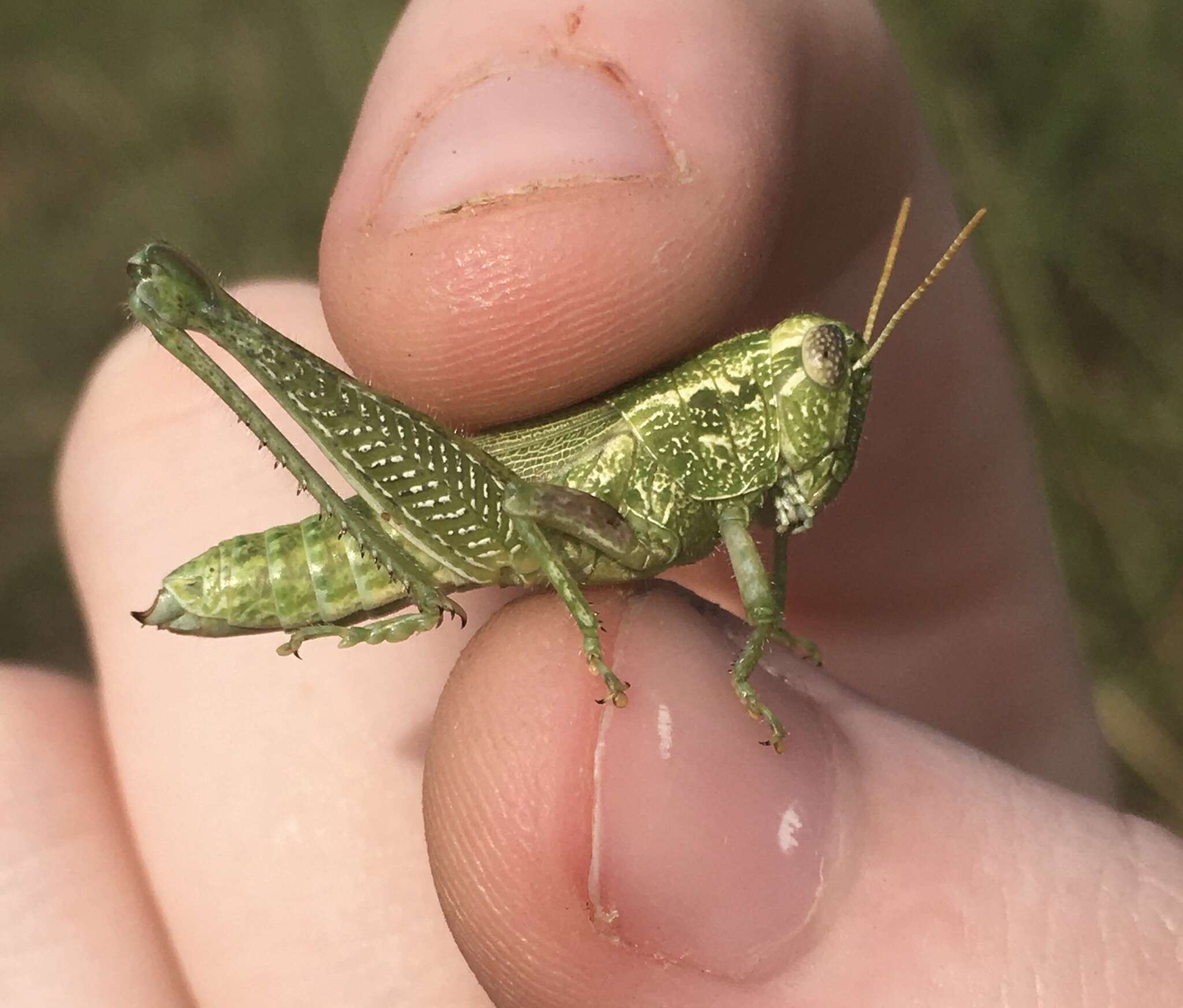 Слика од Campylacantha olivacea (Scudder & S. H. 1875)