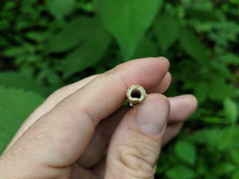 Слика од Eupatorieae