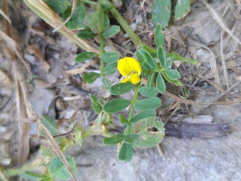 Image of Hippocrepis biflora Spreng.