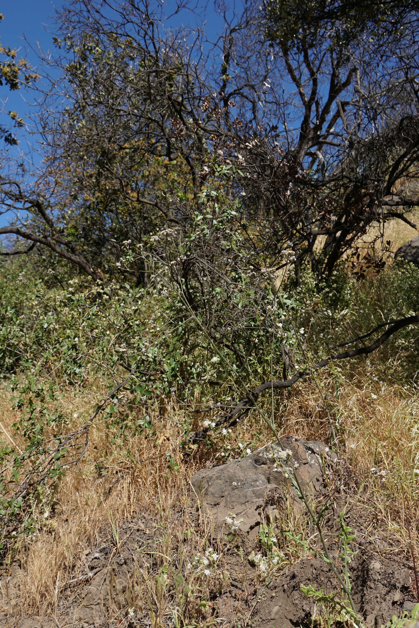 Image de Leucheria hieracioides Cass.