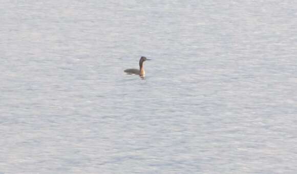 Image of Podiceps major navasi Manghi 1984