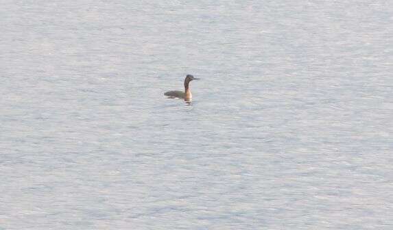 Image of Podiceps major navasi Manghi 1984