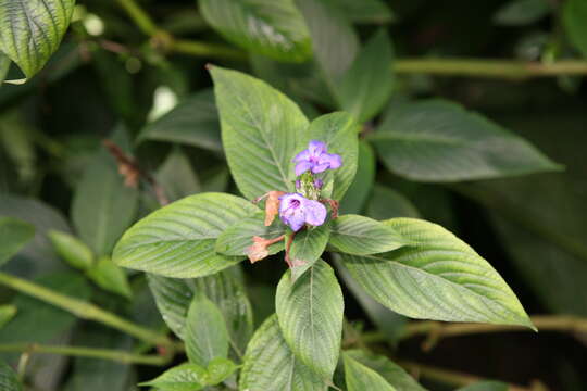 Image of blue-sage