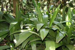 Image of Palm-Grass