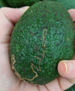 Image of Citrus Peelminer