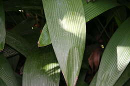 Image of Palm-Grass