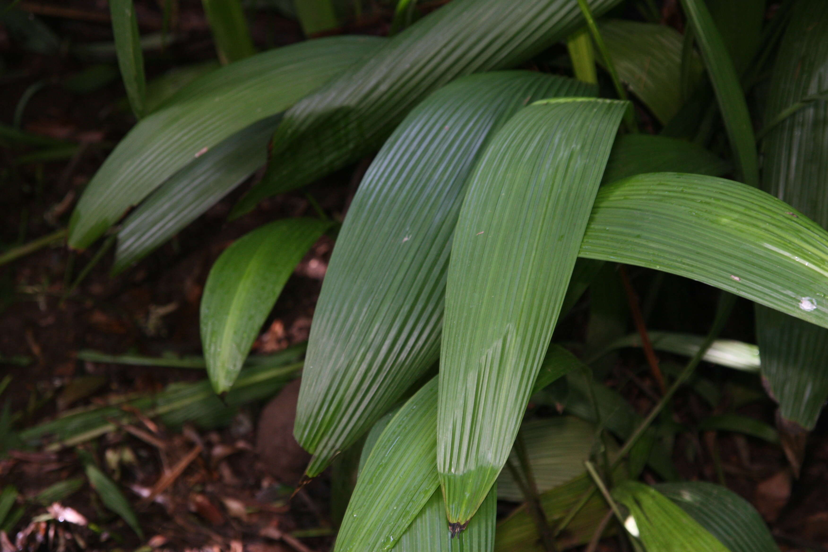 Image of Palm-Grass