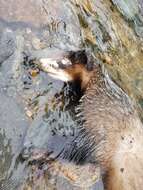 Image of Asian Badger