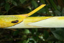 Sivun Dypsis lutescens (H. Wendl.) Beentje & J. Dransf. kuva