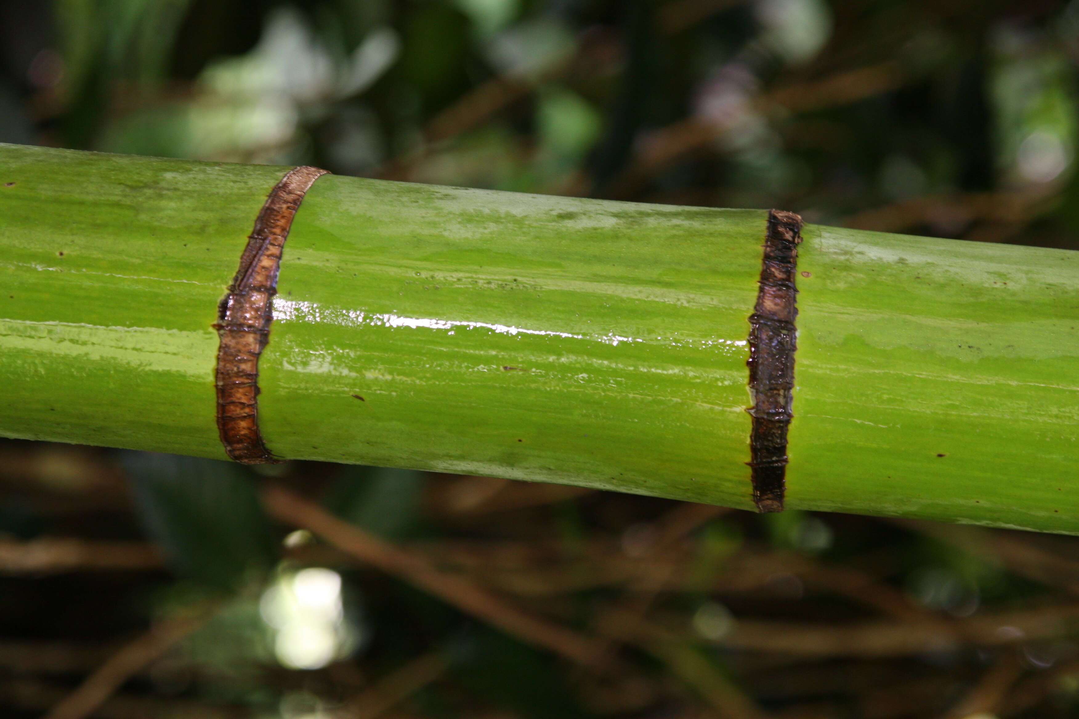 Image of Areca Palm