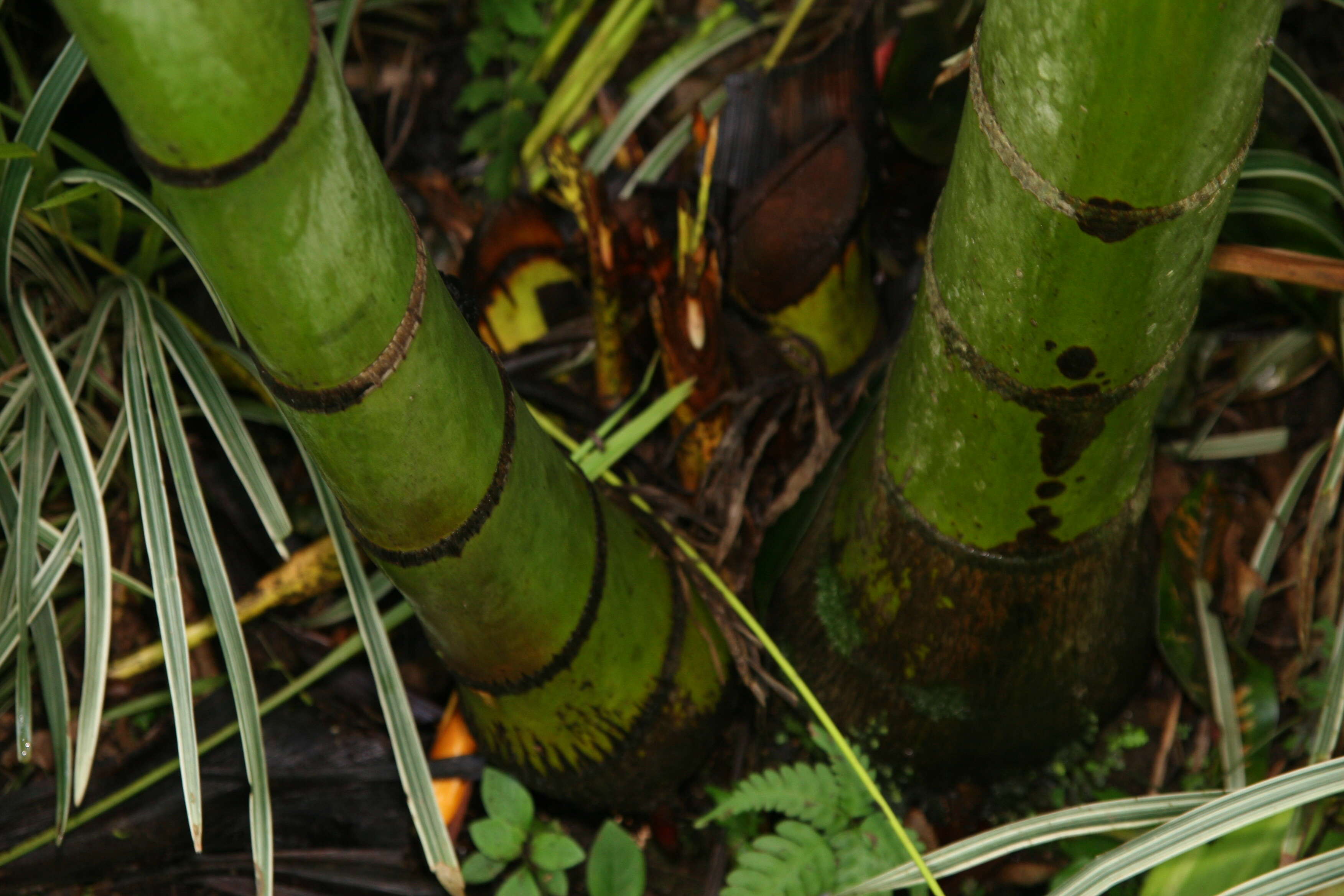 Sivun Dypsis lutescens (H. Wendl.) Beentje & J. Dransf. kuva