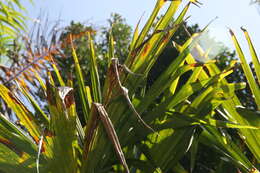 Image of Panama Hat Plant