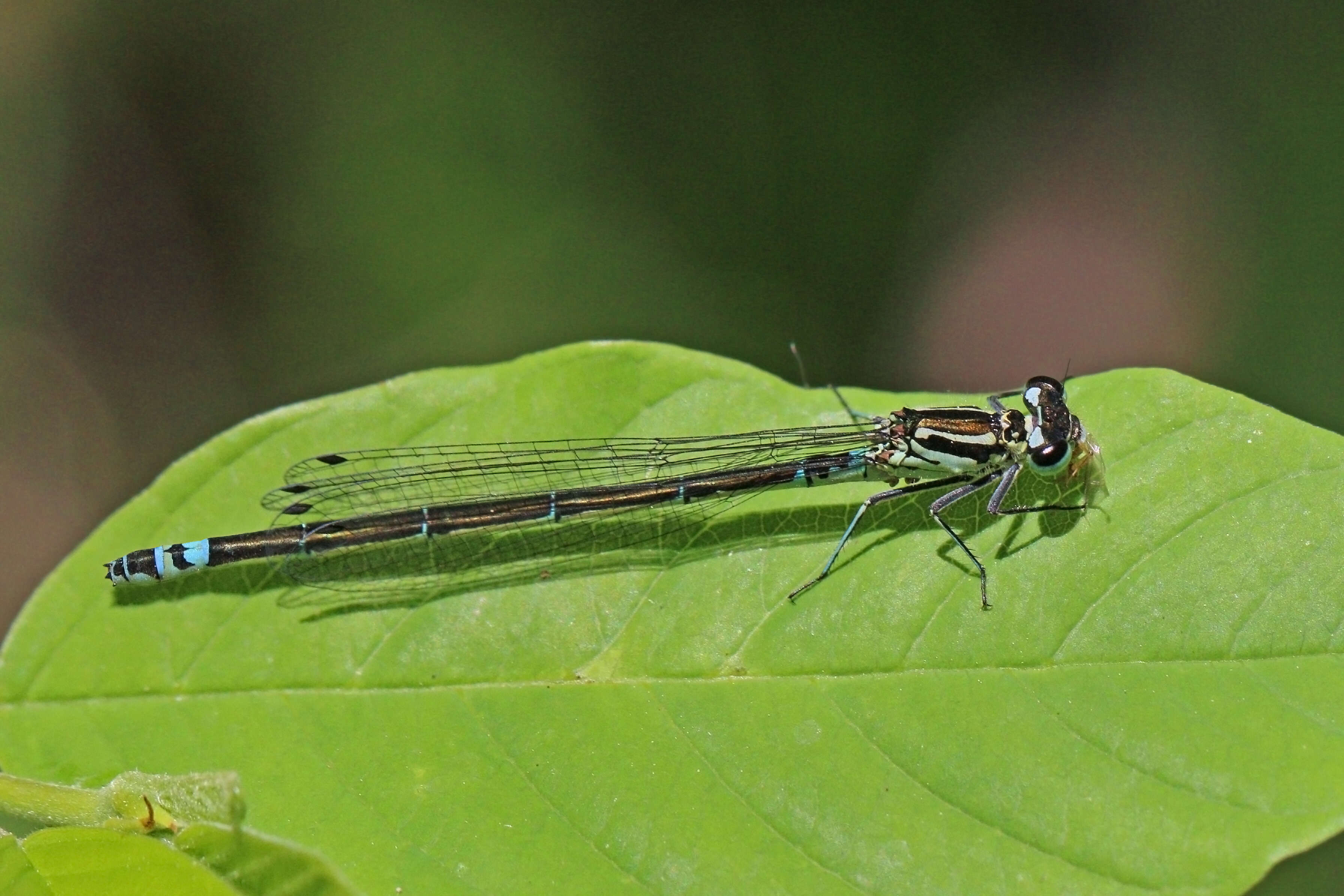 Imagem de Coenagrion pulchellum (Vander Linden 1825)