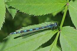 Imagem de Coenagrion pulchellum (Vander Linden 1825)