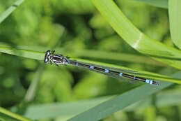 Imagem de Coenagrion pulchellum (Vander Linden 1825)