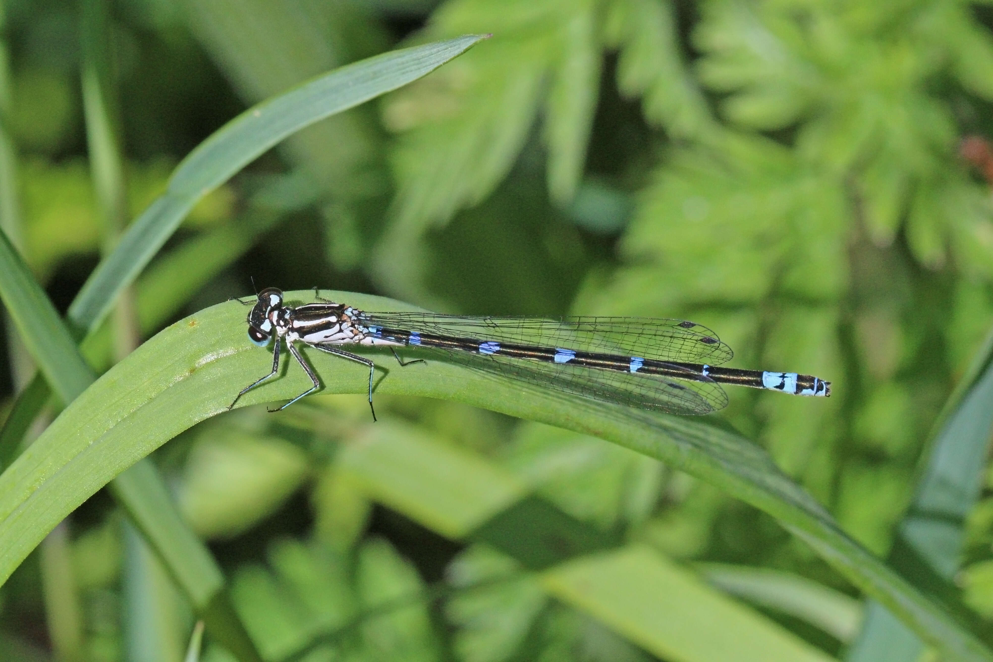 Imagem de Coenagrion pulchellum (Vander Linden 1825)