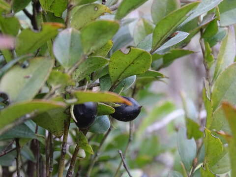 Слика од Diospyros vaccinioides Lindl.