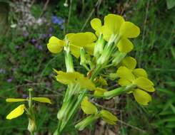 Image of smelly wallflower