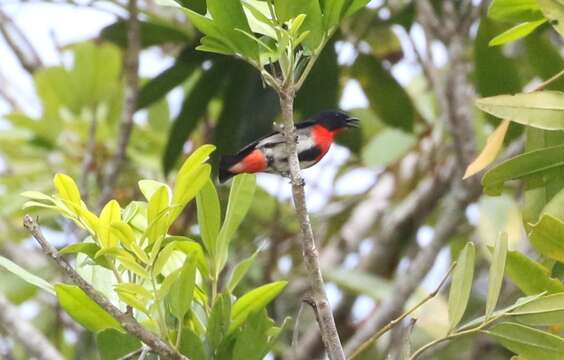 Image of Mistletoebird