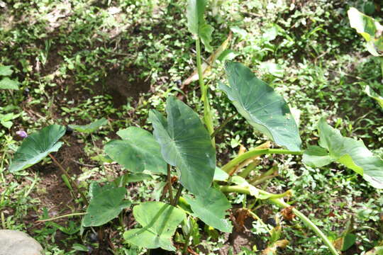 Imagem de Alocasia macrorrhizos (L.) G. Don