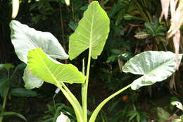 Imagem de Alocasia macrorrhizos (L.) G. Don