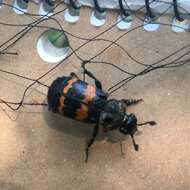 Nicrophorus (Nicrophorus) tomentosus (Weber 1801) resmi