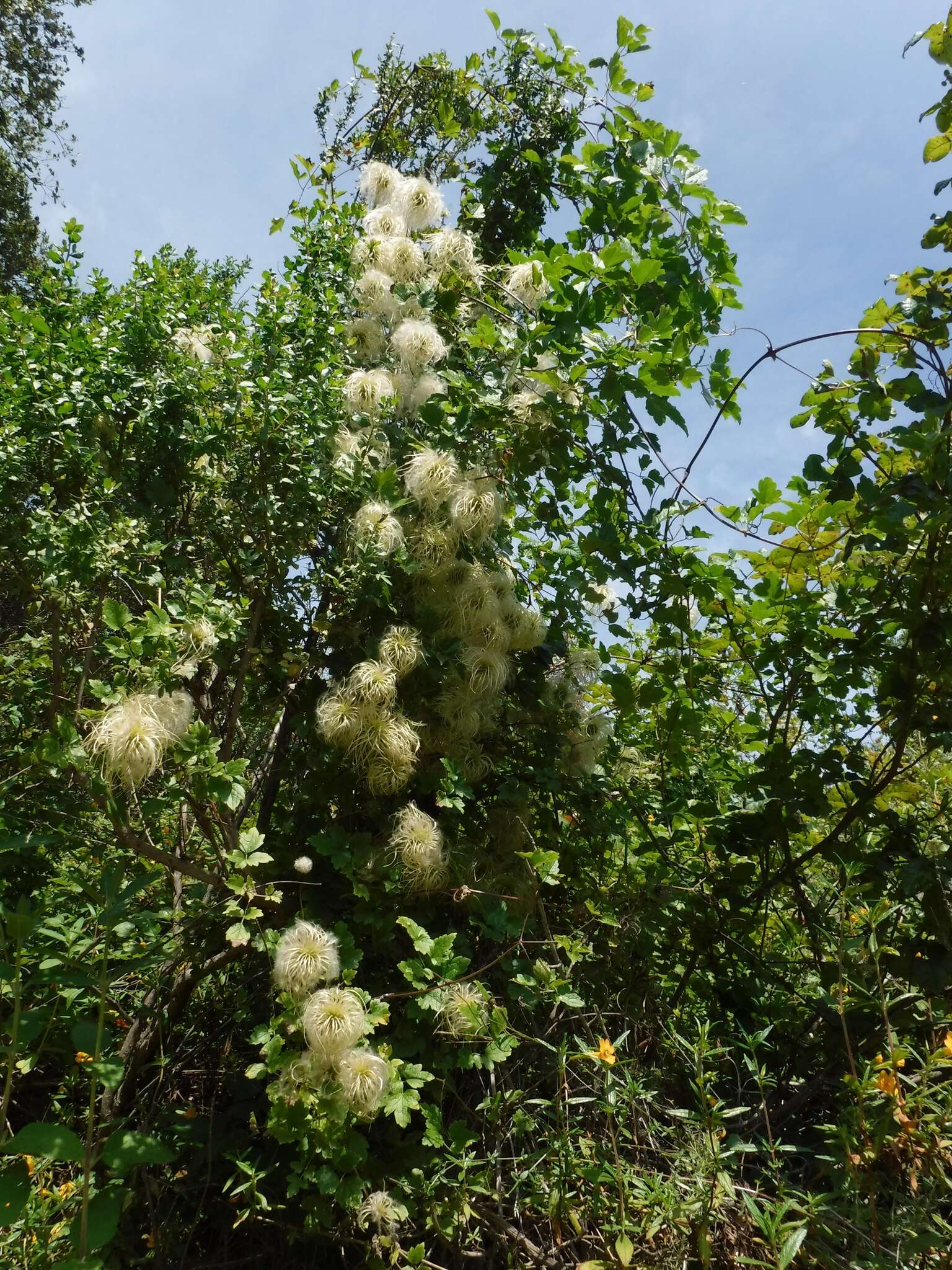 Image of pipestem clematis