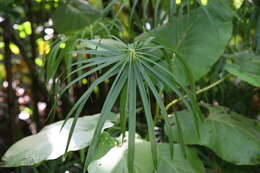 Sivun Cyperus alternifolius L. kuva