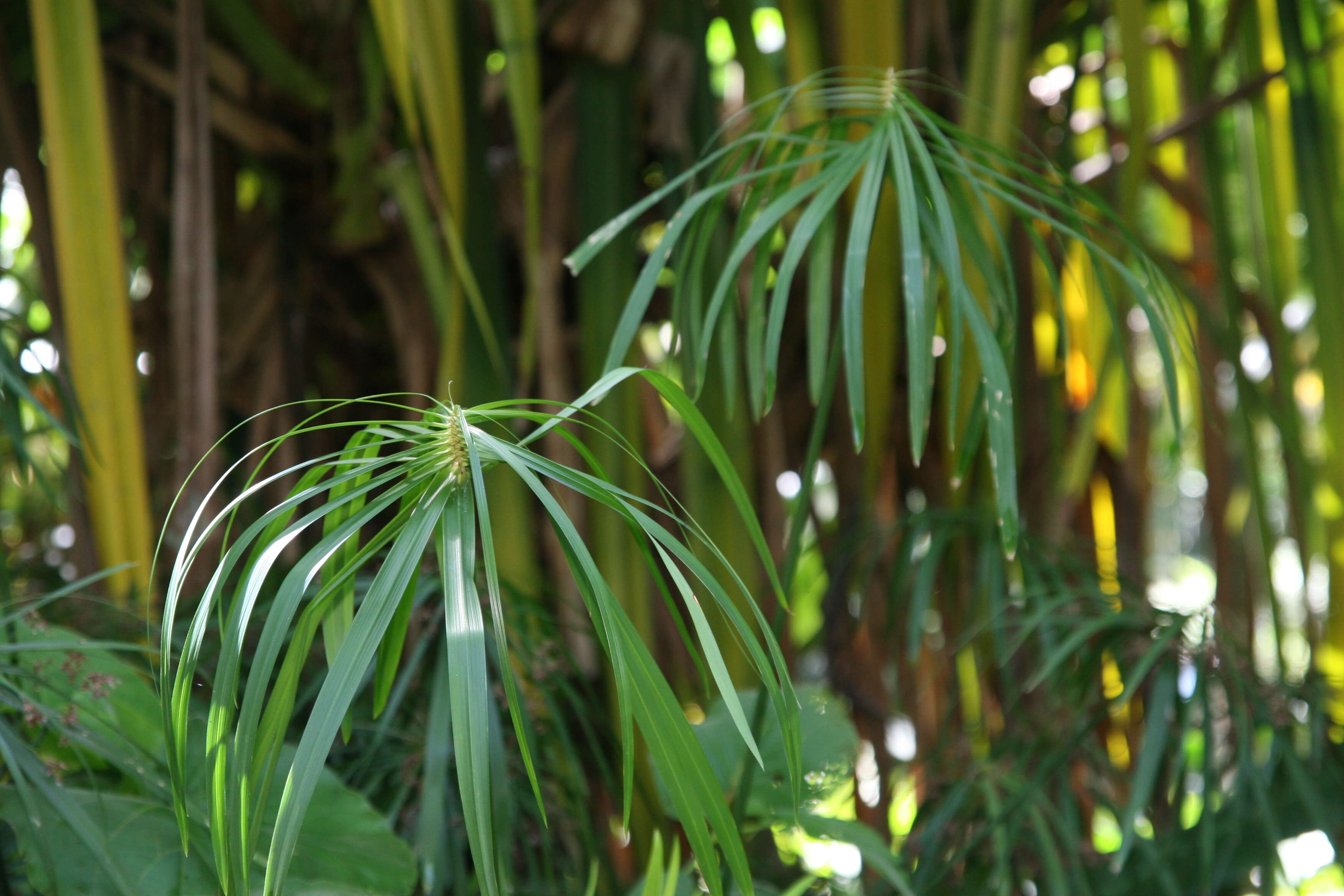 Sivun Cyperus alternifolius L. kuva