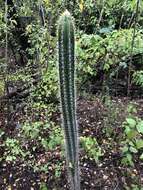 Image of Pilosocereus curtisii