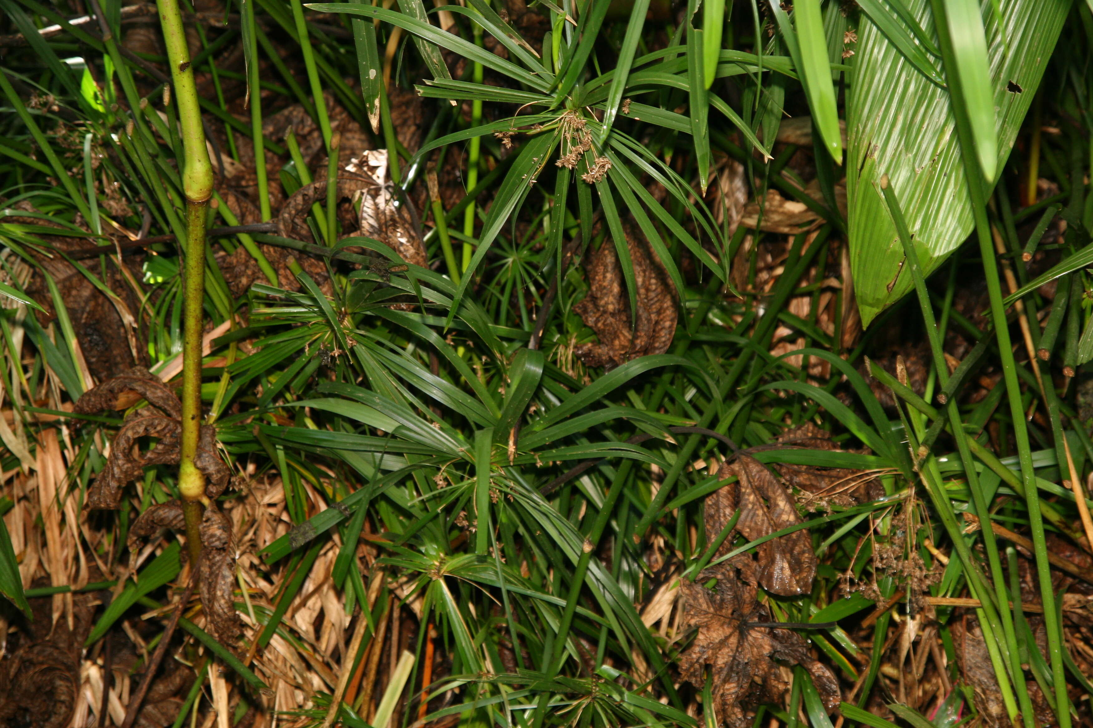 Sivun Cyperus alternifolius L. kuva