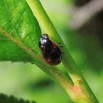 Image de Clastoptera saintcyri Provancher 1872