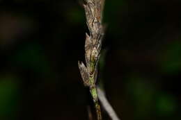 Eranthemum roseum (Vahl) R. Br. resmi