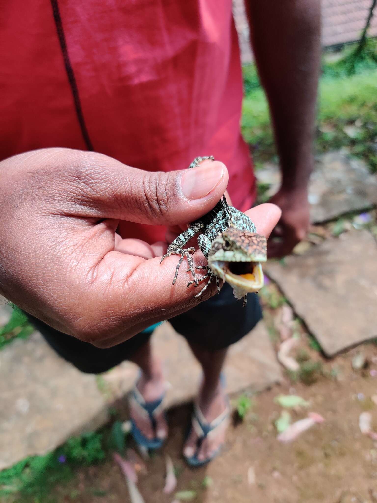 Image of Horsfield's Spiny Lizard