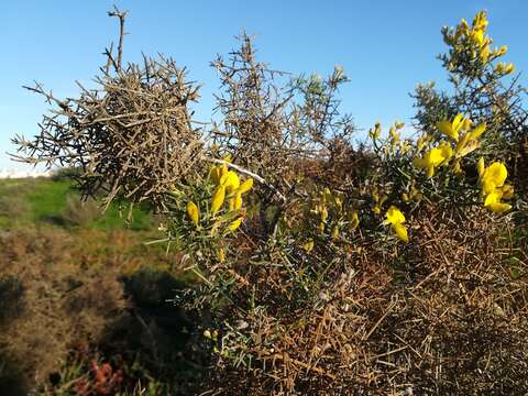 Image of Ulex genistoides Brot.