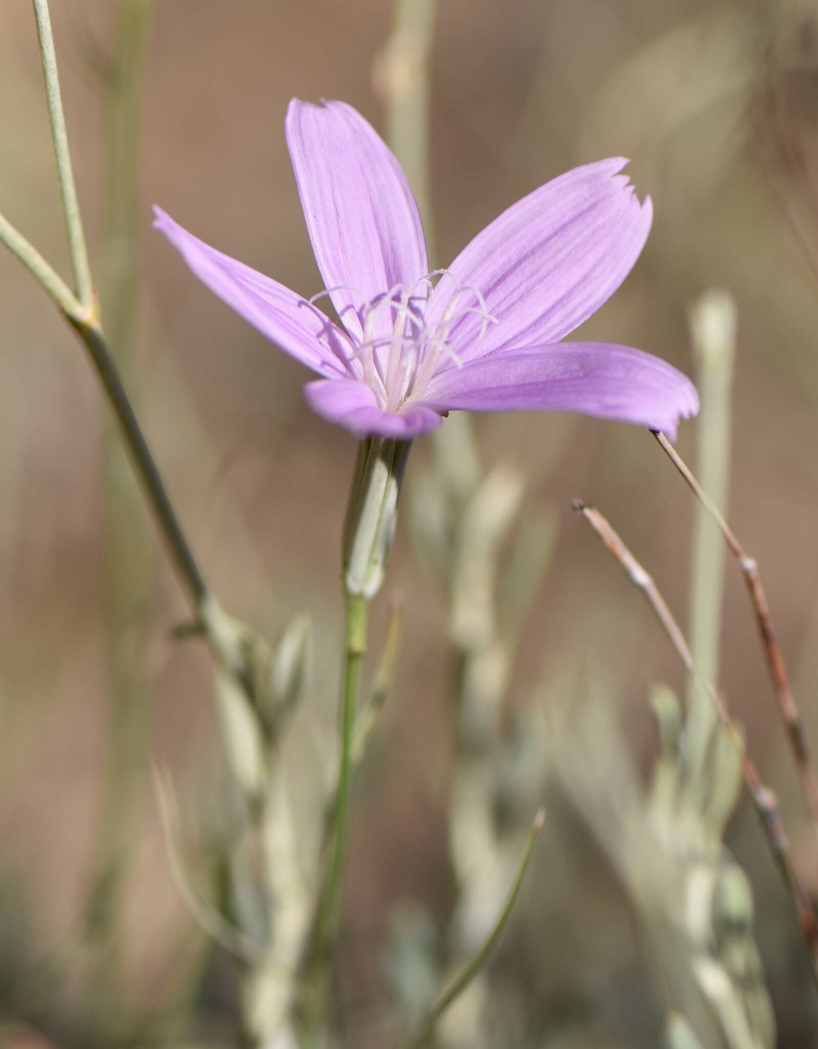 Image of Antelope Island skeletonplant