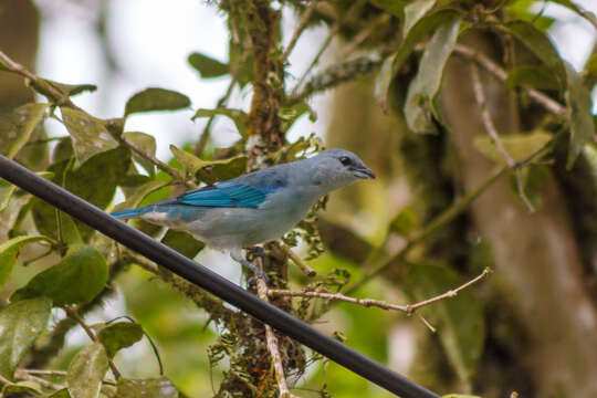 Image of Azure-shouldered Tanager