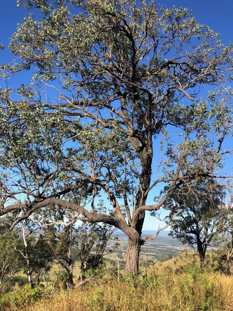 Imagem de Eucalyptus melanophloia subsp. melanophloia