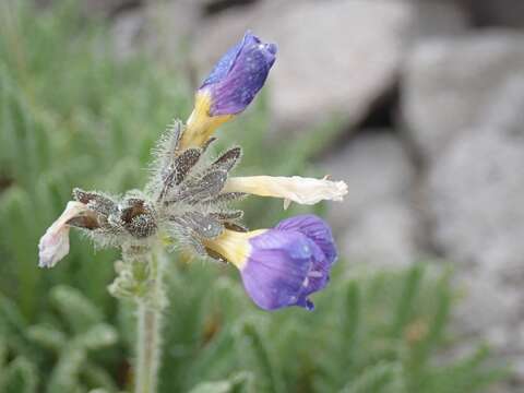 Image de Polemonium elegans Greene