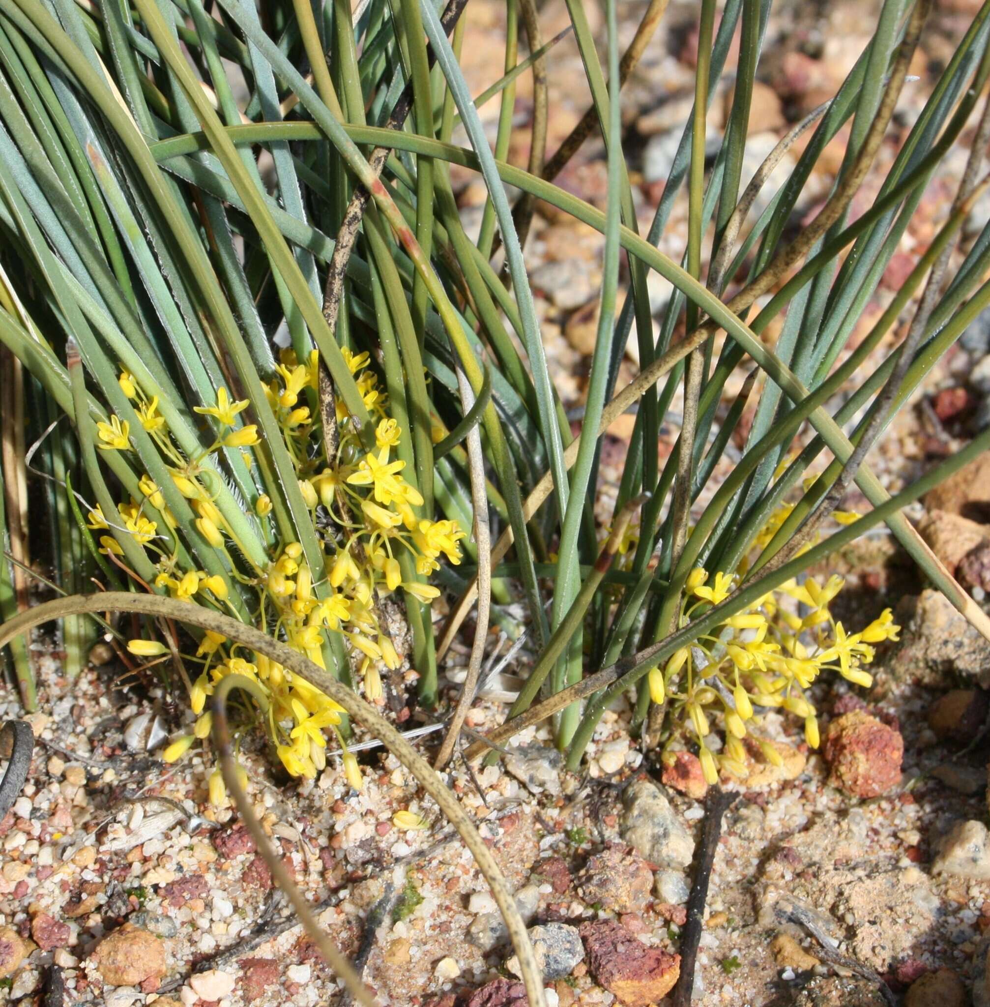 Image of Chamaexeros fimbriata (F. Muell.) Benth.