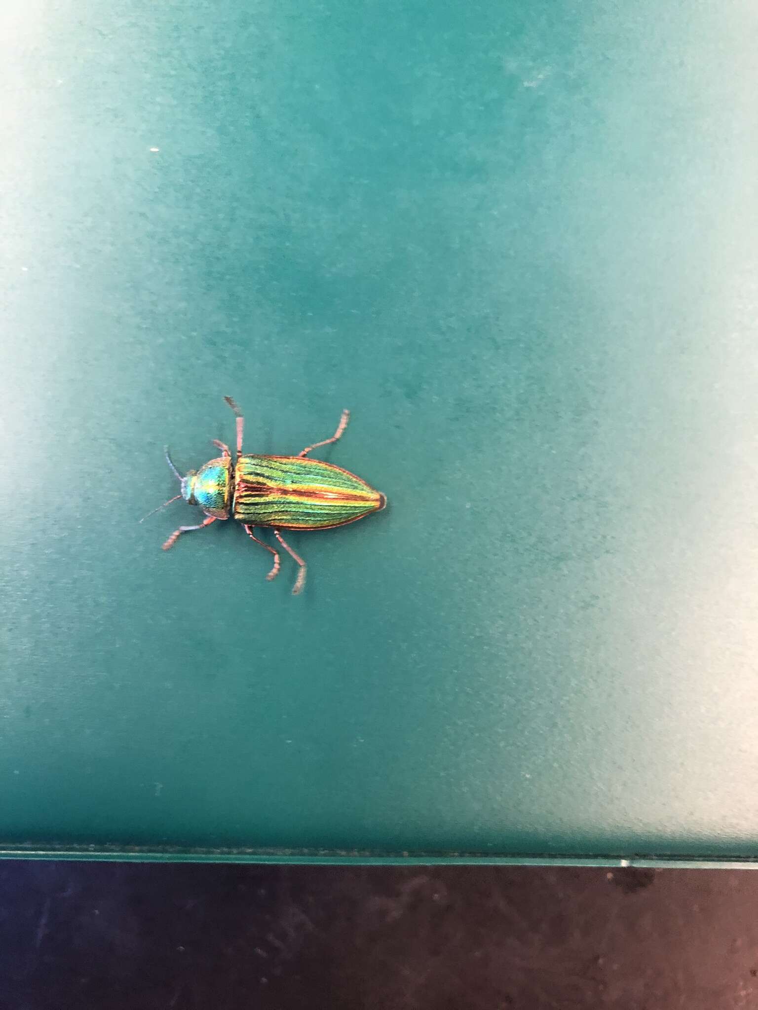 Image of Golden Buprestid