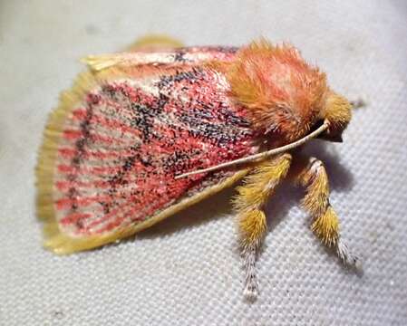 Image of Comana miltogramma Meyrick 1891