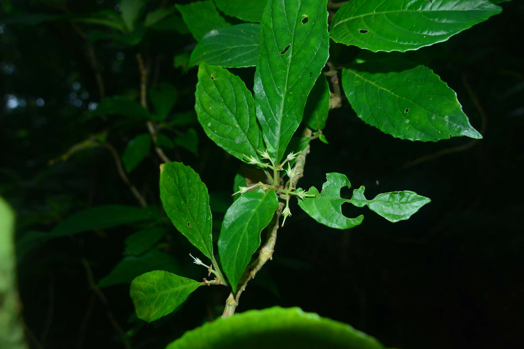 Image of Cyrtandra umbellifera Merr.